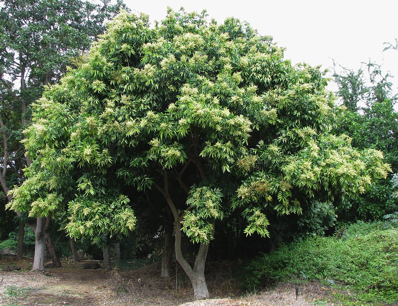 Wingleaf Soapberry reference