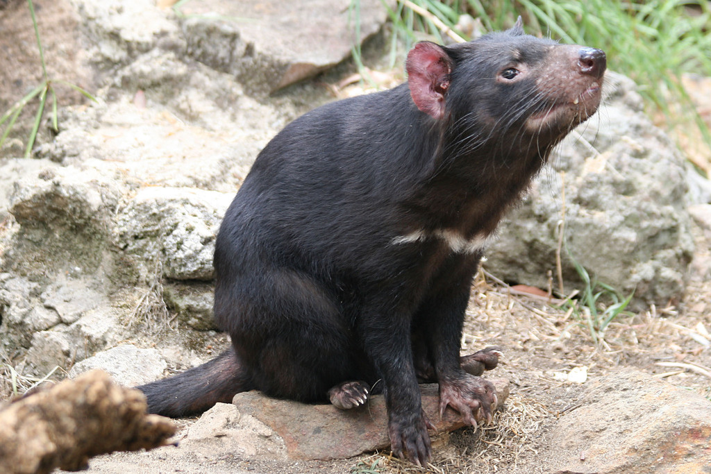 Tasmanian Devil reference