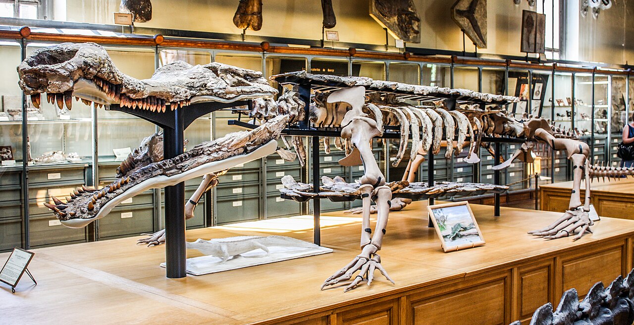 Sarcosuchus imperator reference