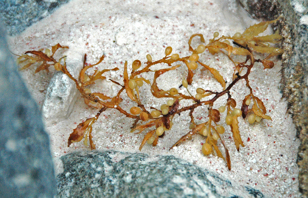 Narrowleaf Sargasso reference