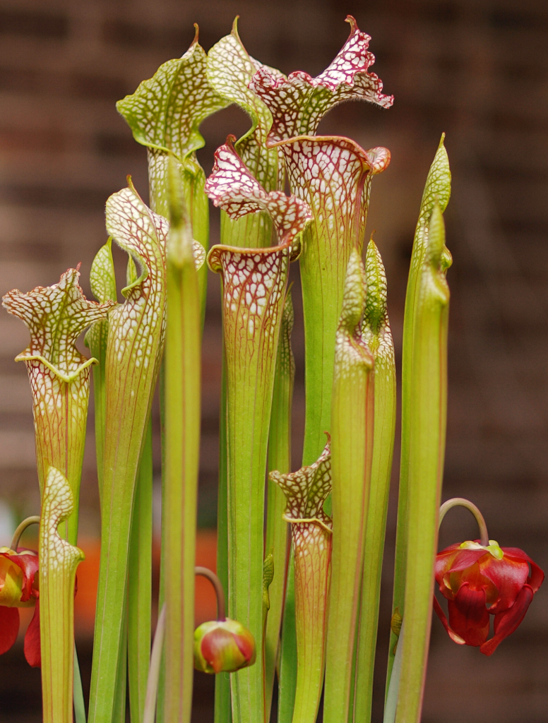 white pitcher plant reference