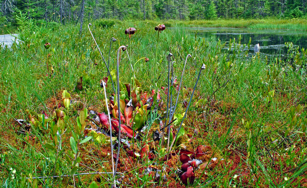Purple Pitcher Plant reference