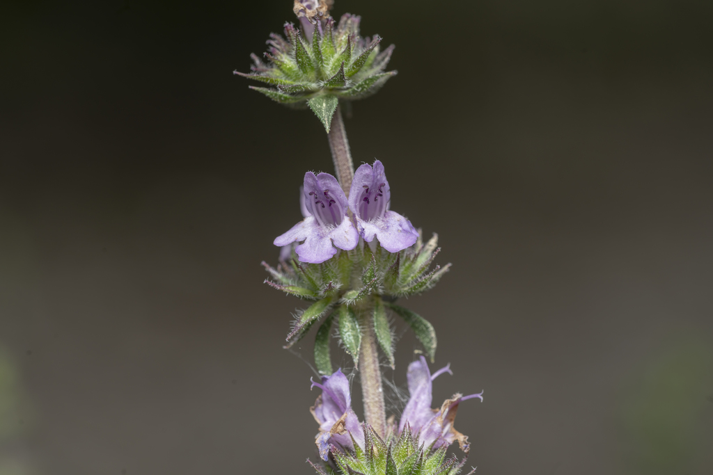 Thyme-leaved Savory reference