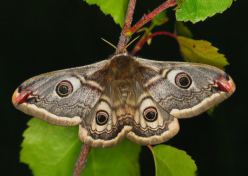 Emperor Moth reference
