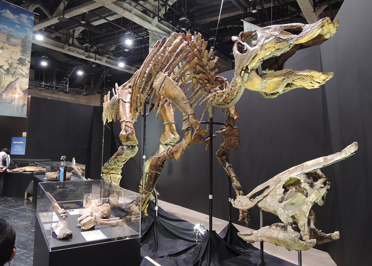 Saurolophus osborni reference