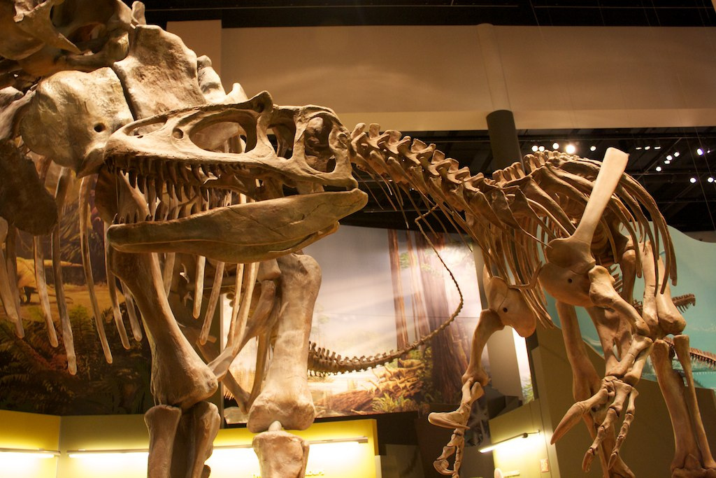 Saurophaganax maximus reference