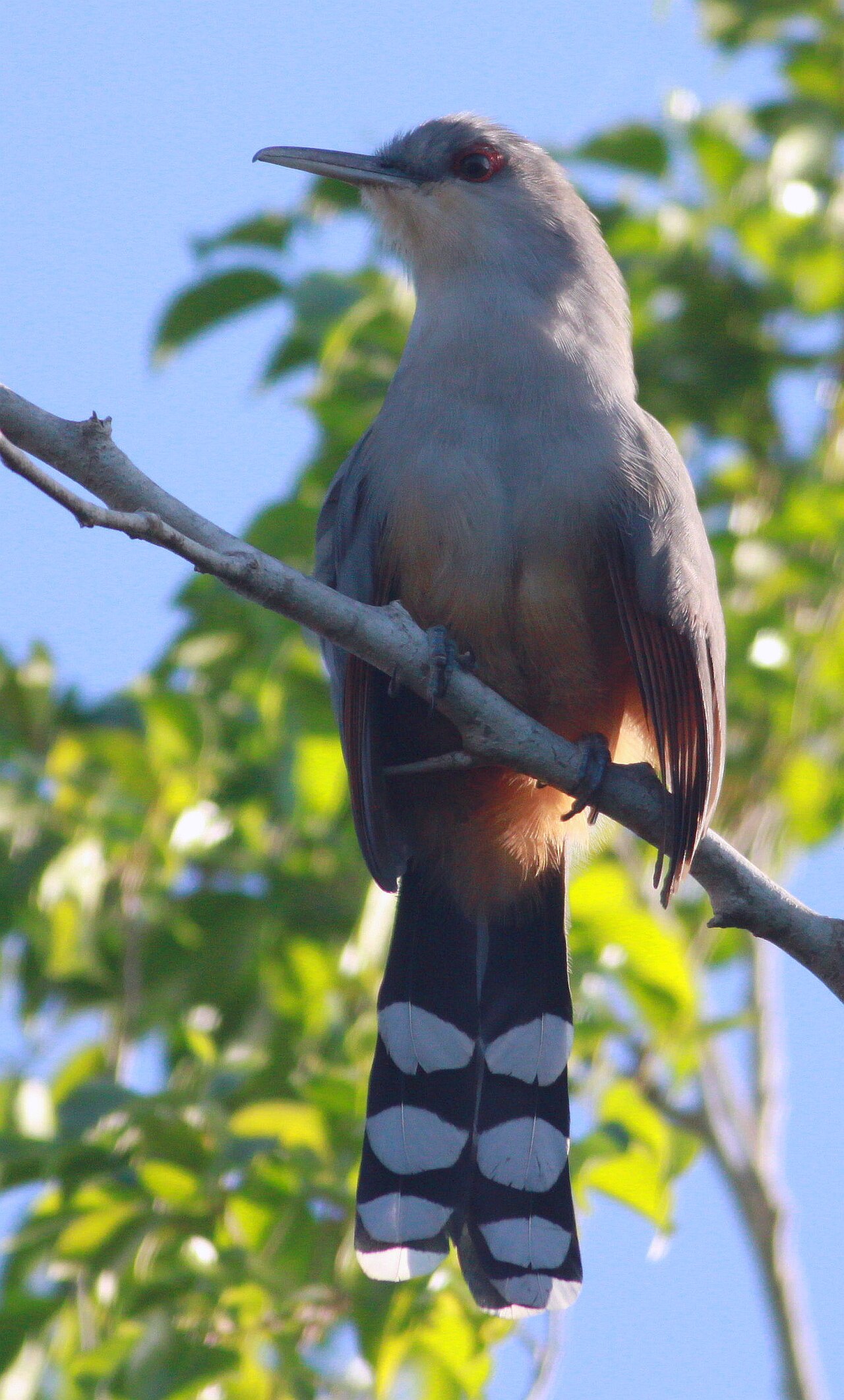 Hispaniolan Lizard Cuckoo reference