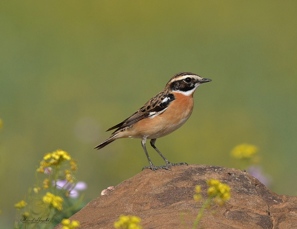 Whinchat reference