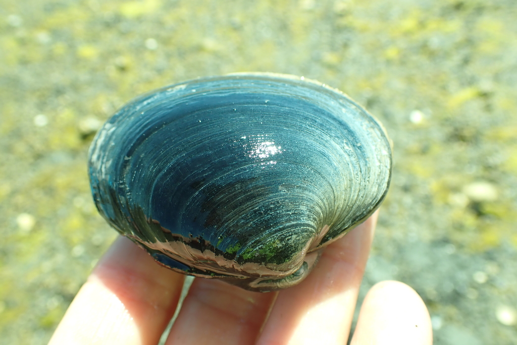 Butter Clam reference