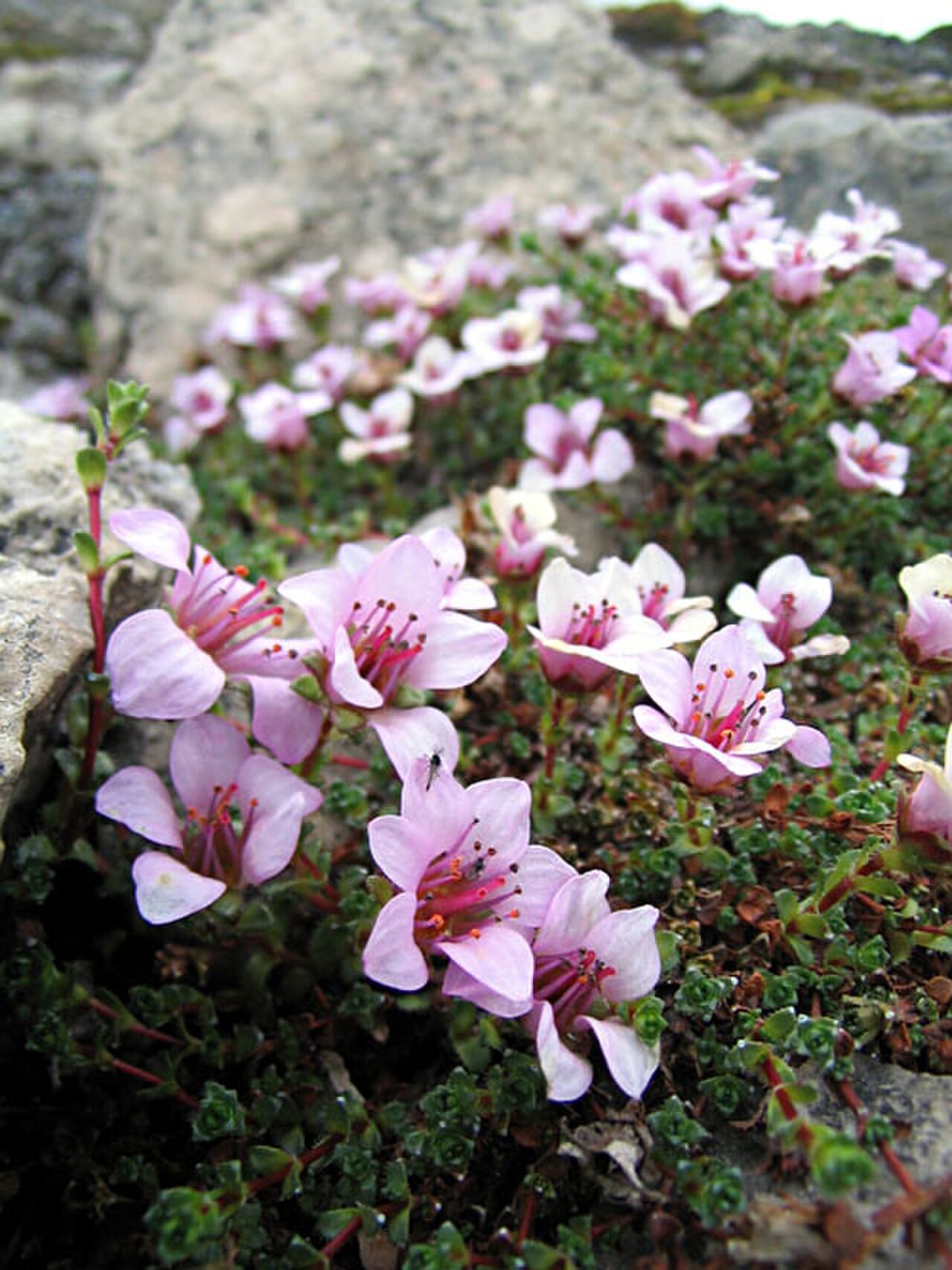 Purple Saxifrage reference