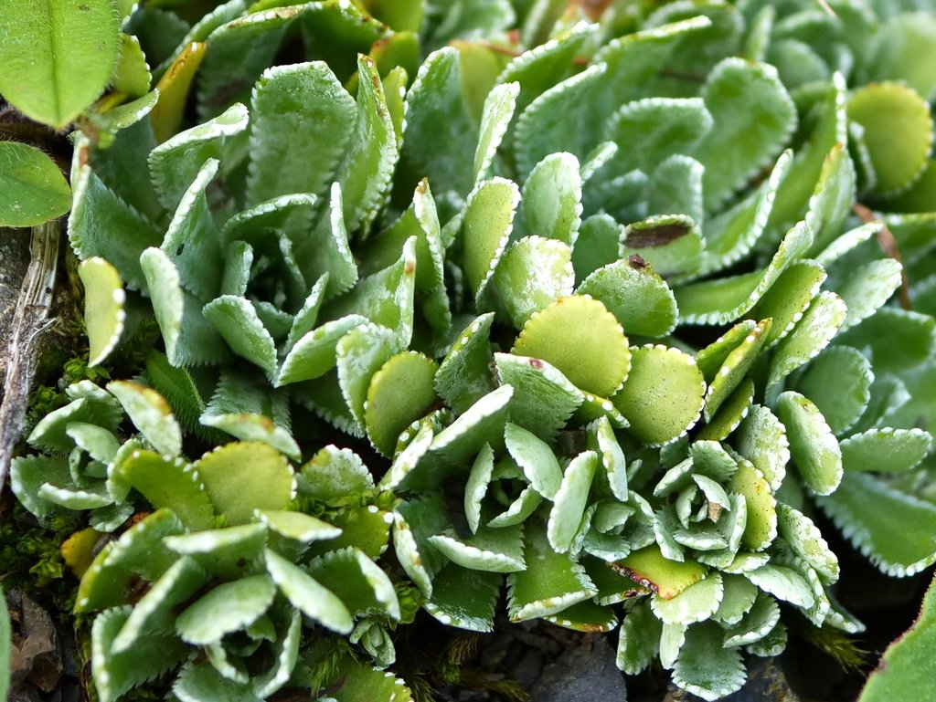 Livelong Saxifrage reference