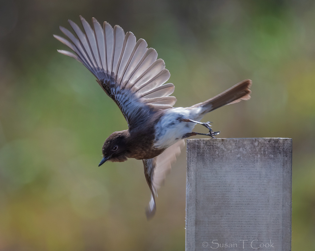 Black Phoebe reference