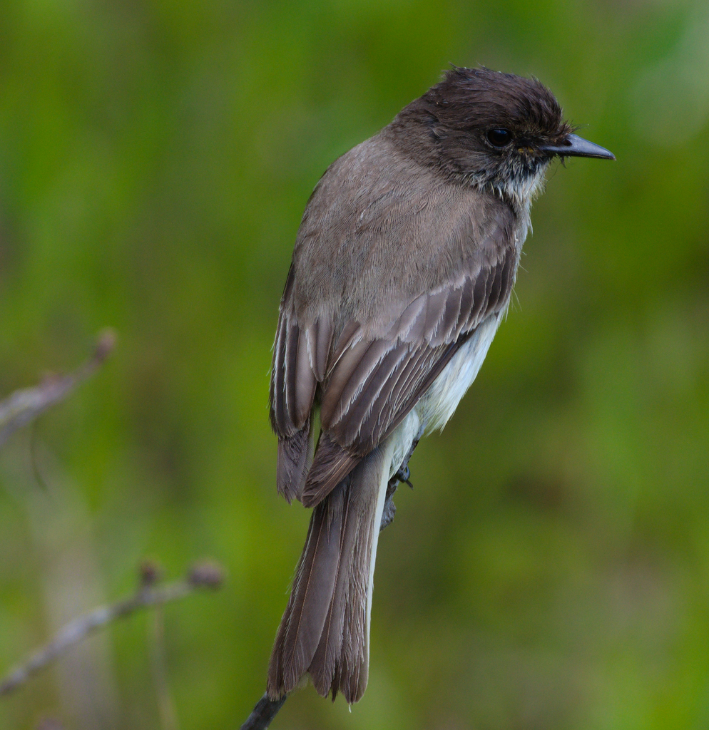 Eastern Phoebe reference