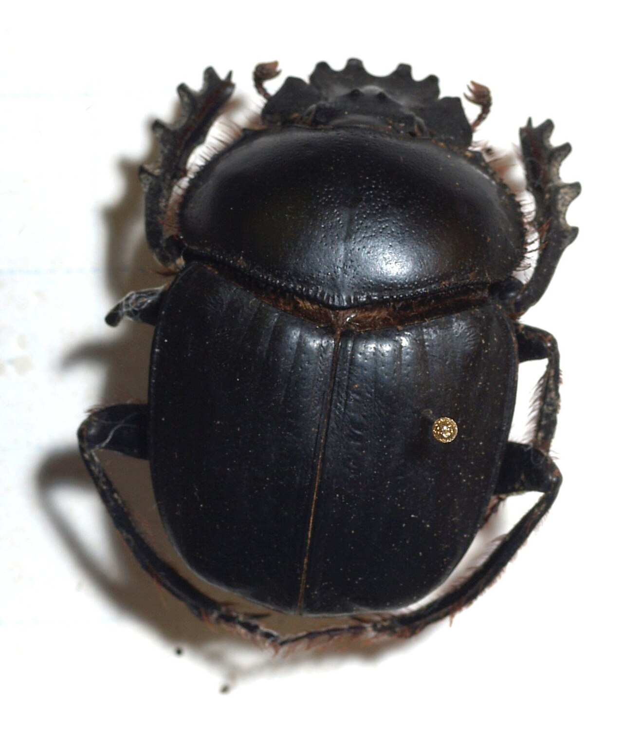 Sacred Scarab reference