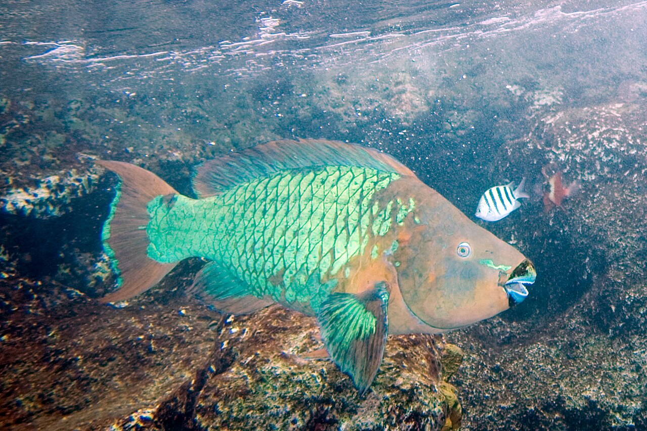 Rainbow Parrotfish reference