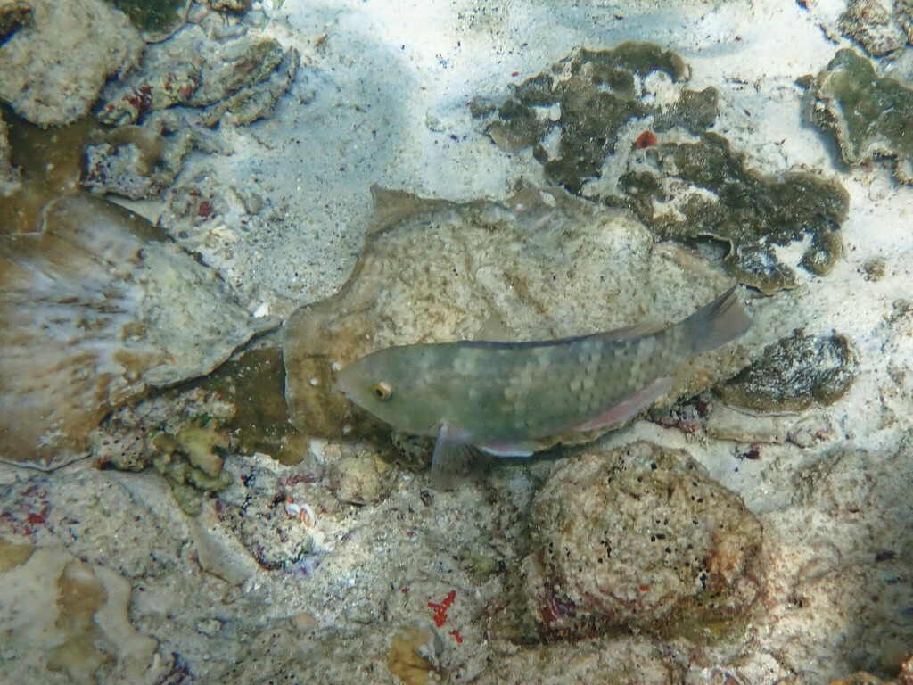Greenblotch Parrotfish reference