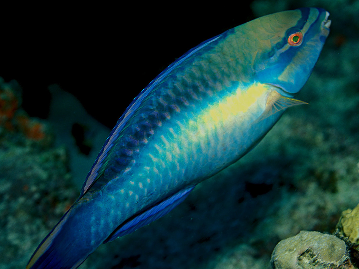 Princess Parrotfish reference