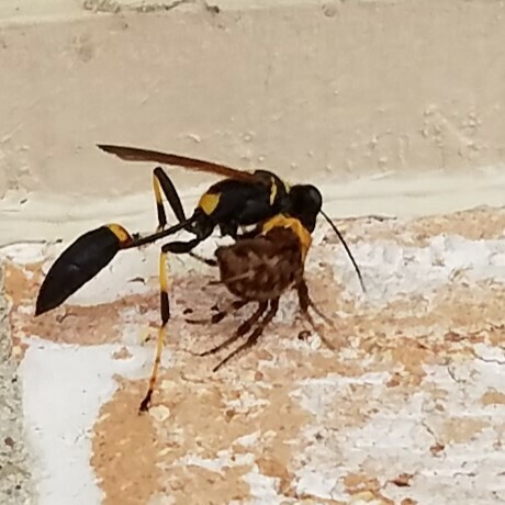 Black-and-Yellow Mud Dauber reference