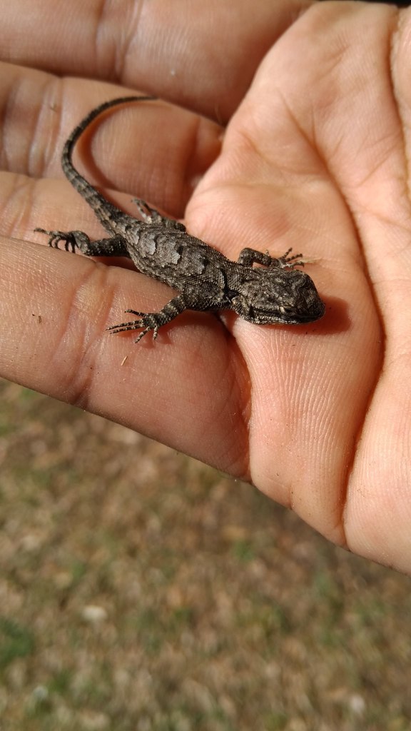 Graphic Spiny Lizard reference