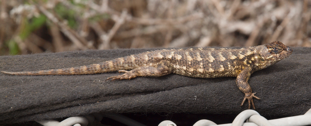 Sceloporus occidentalis bocourtii reference