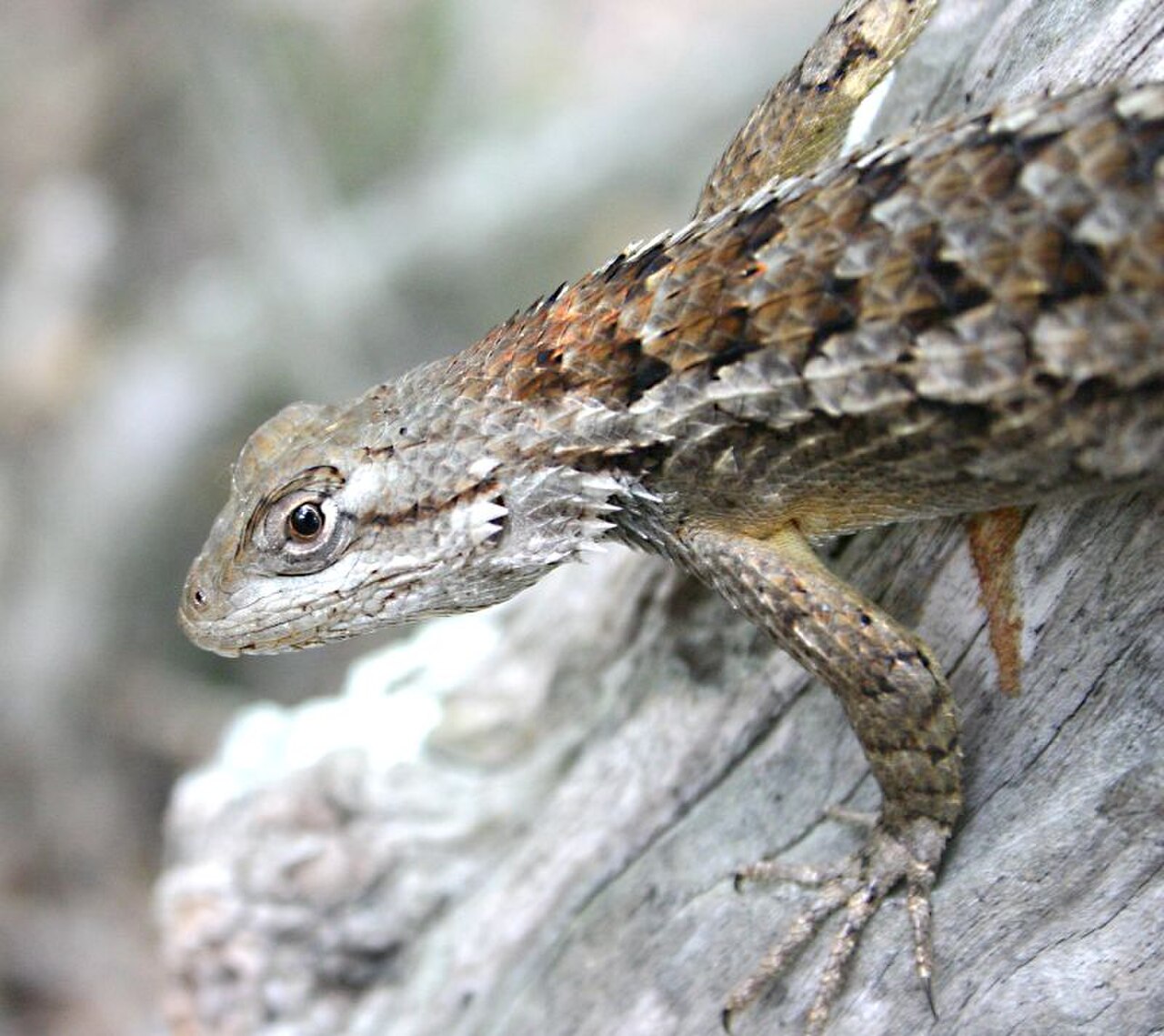 Texas Spiny Lizard reference
