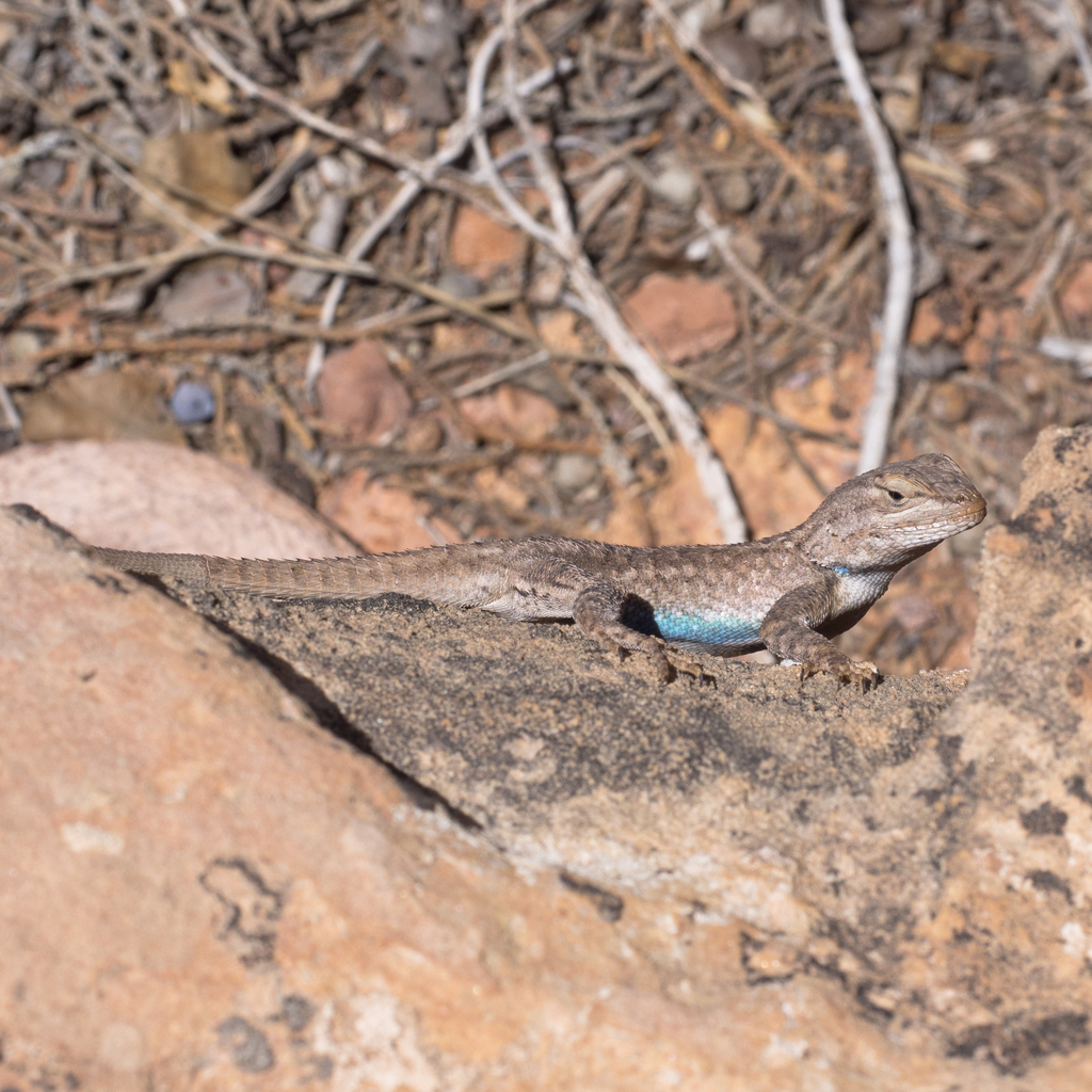 Plateau Fence Lizard reference