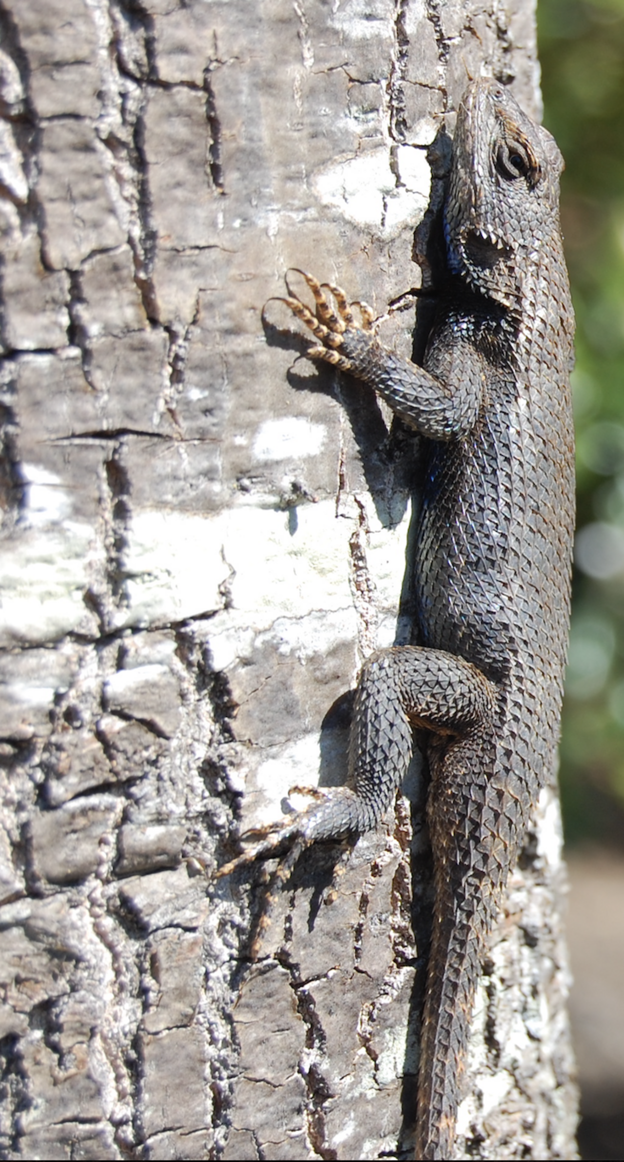 Fence Lizard reference
