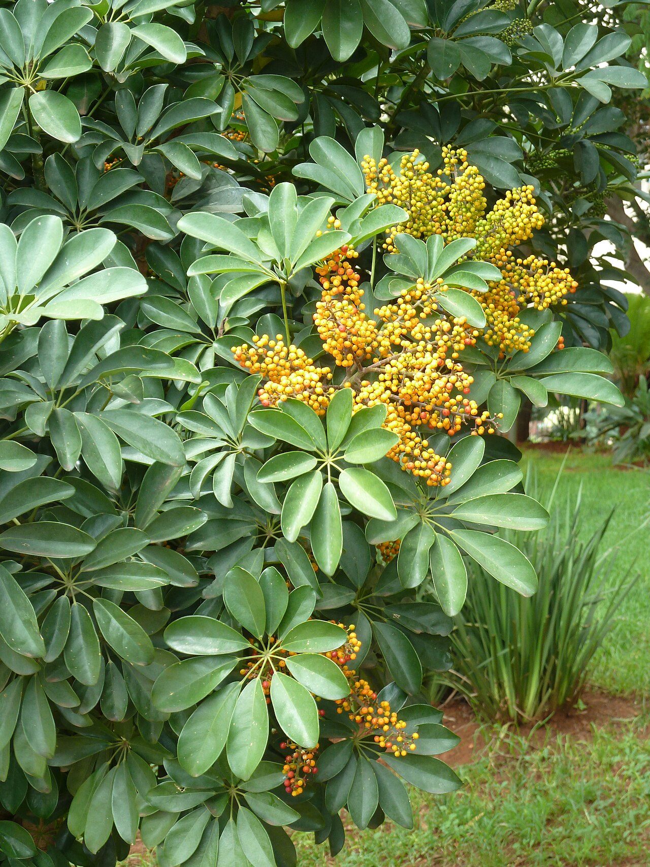 Schefflera arboricola reference