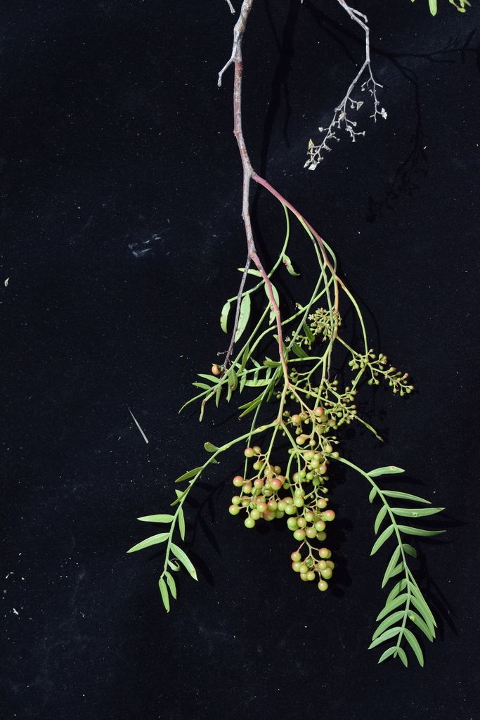 Peruvian Pepper Tree reference