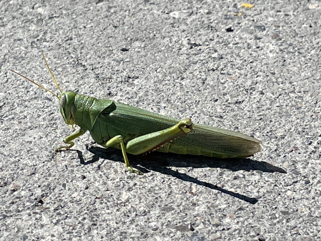 Leather-colored Bird Grasshopper reference