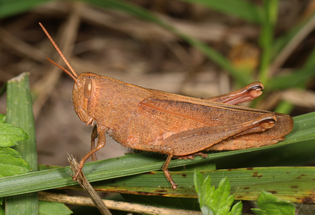Mischievous Bird Grasshopper reference