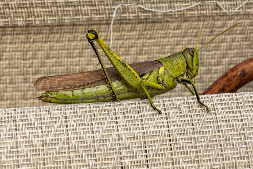 Obscure Bird Grasshopper reference
