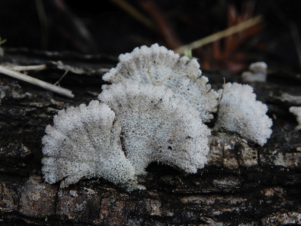 splitgill mushroom reference