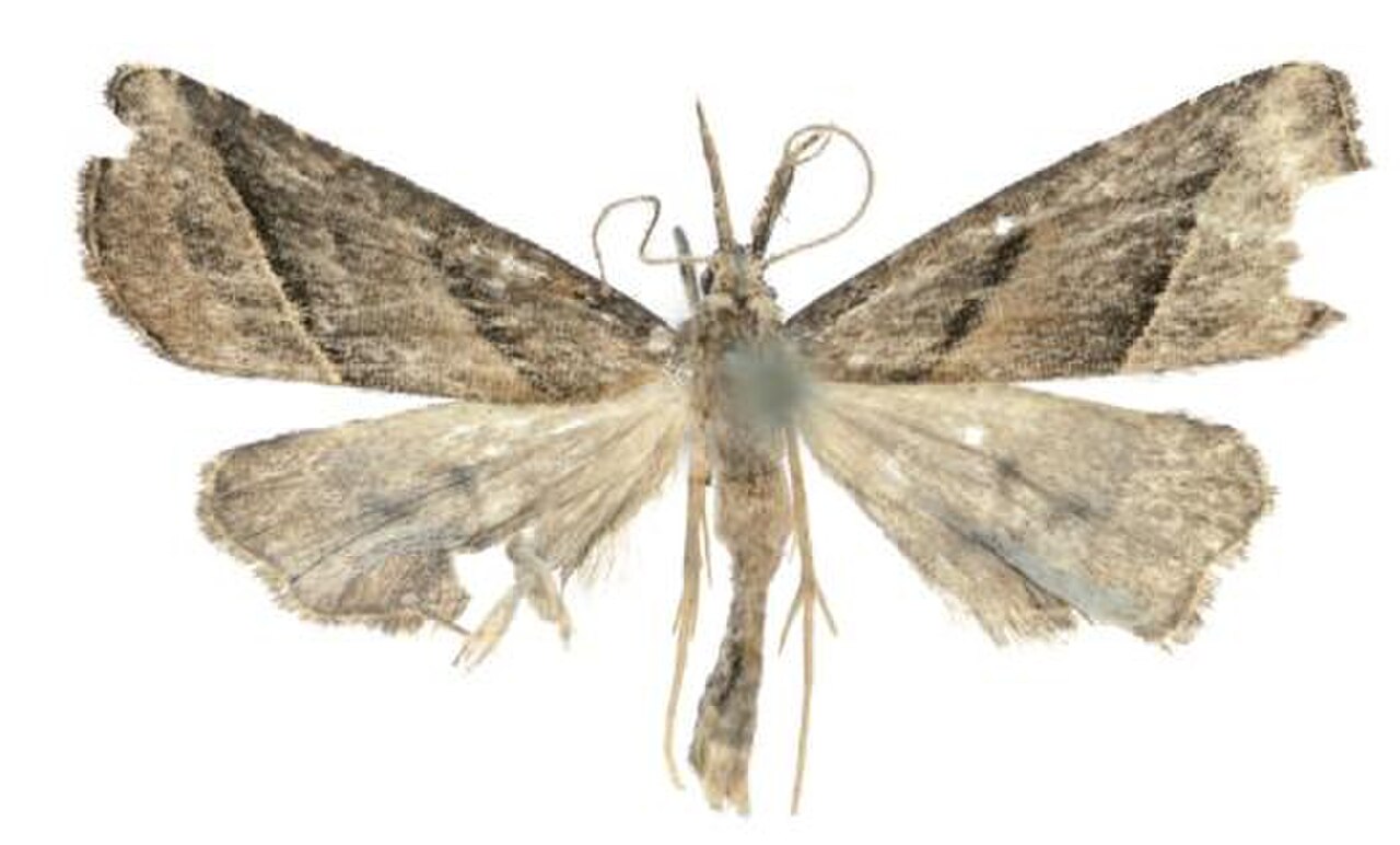 Schrankia pelicano reference