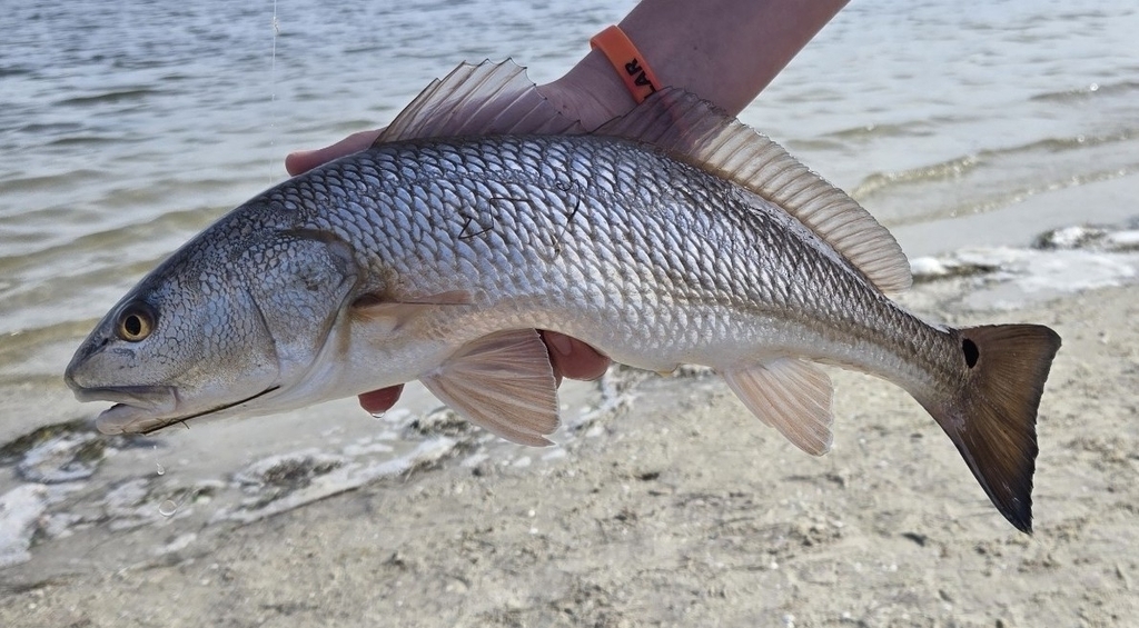 Red Drum reference