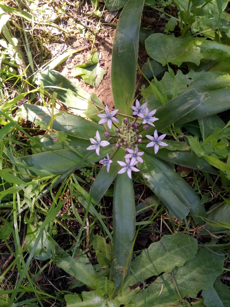 Portuguese Squill reference