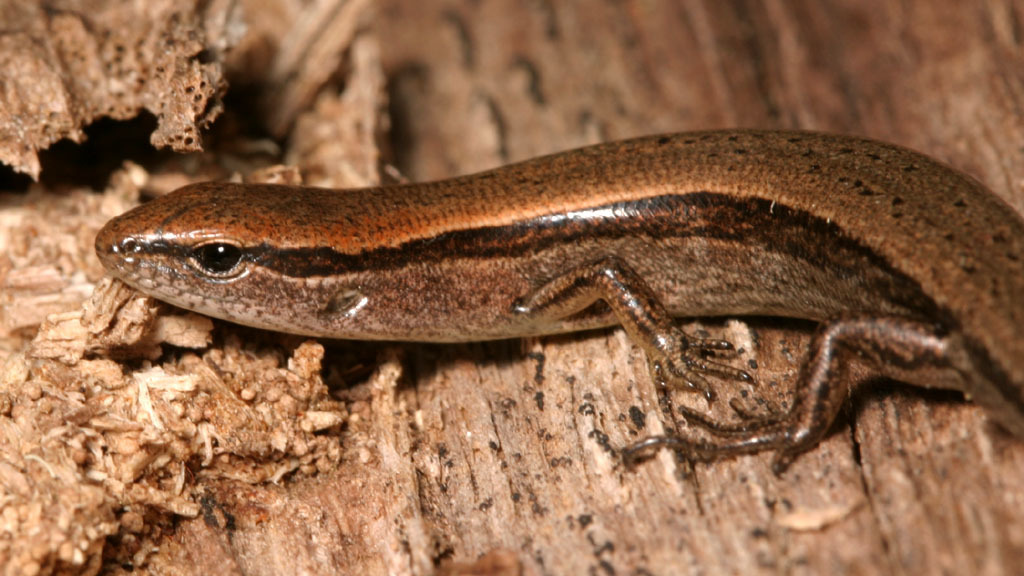 Little Brown Skink reference