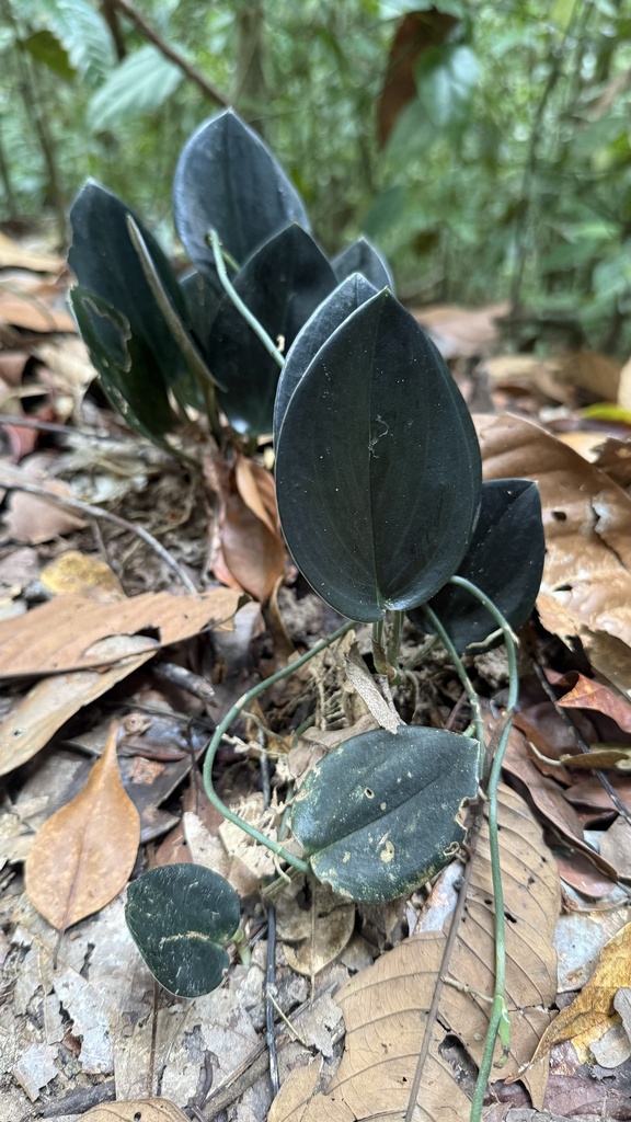 Scindapsus treubii reference