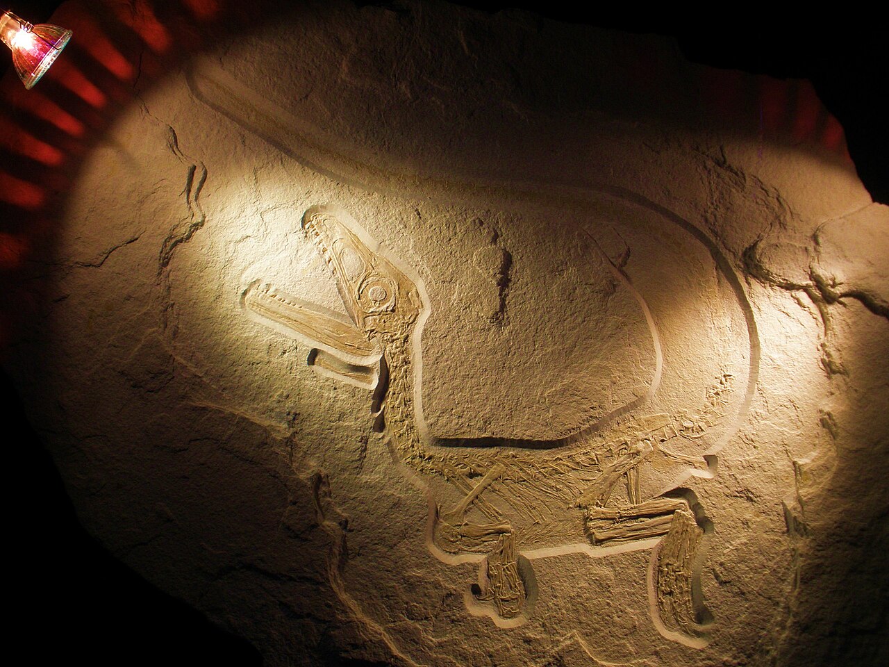 Sciurumimus albersdoerferi reference