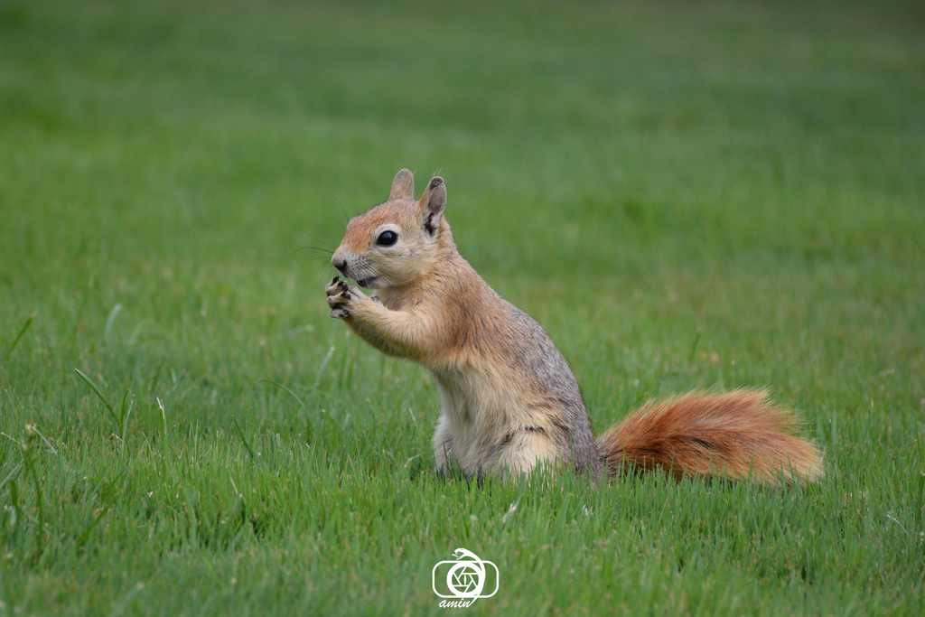 Caucasian Squirrel reference