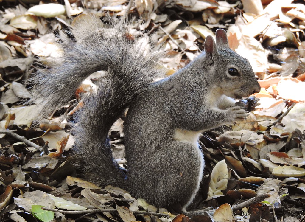Western Gray Squirrel reference