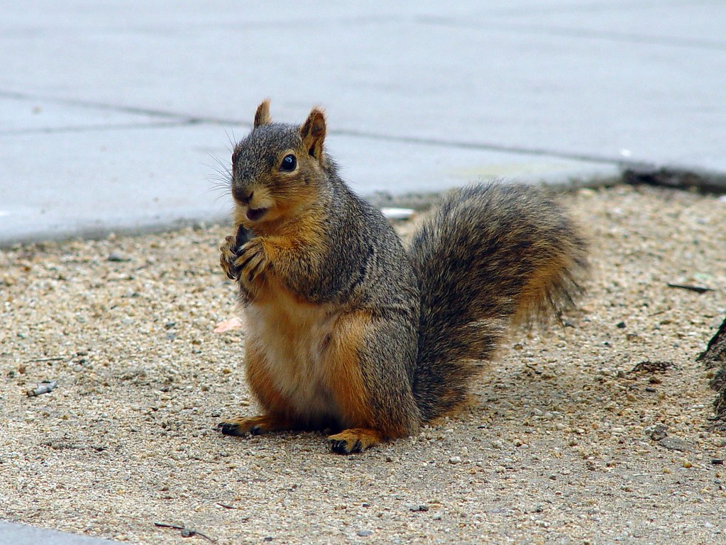 Eastern Fox Squirrel reference