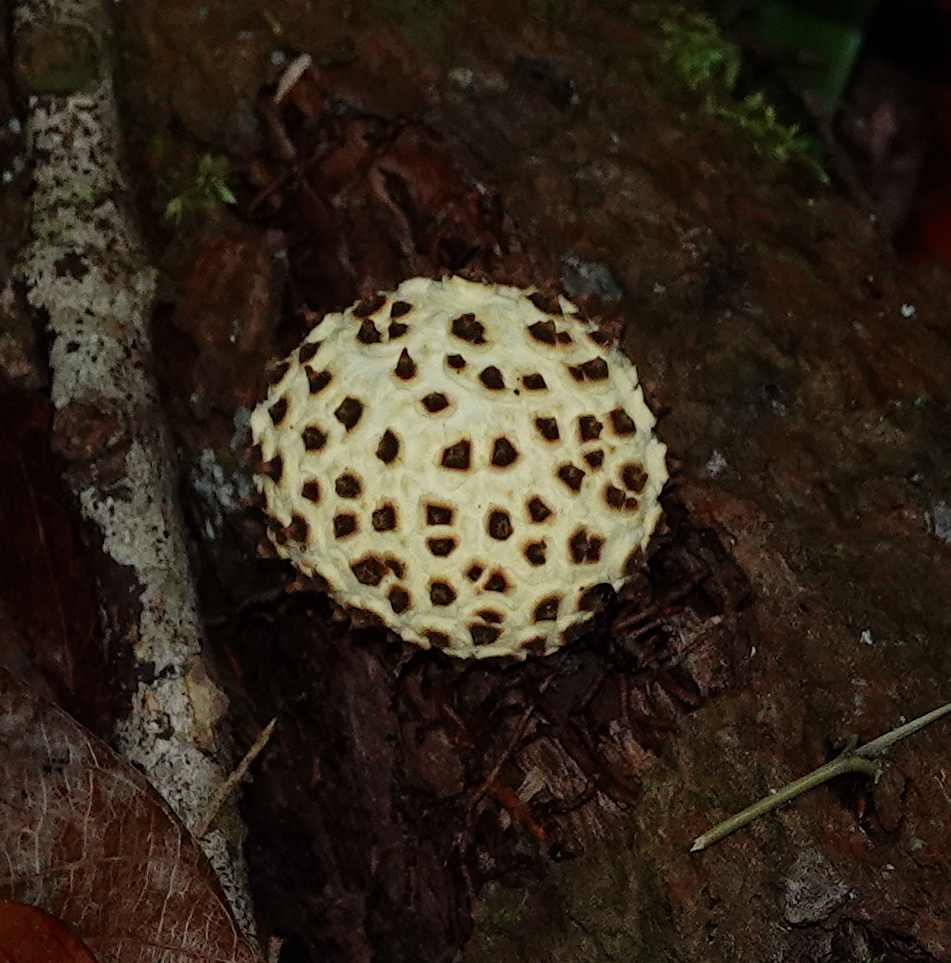 Leopard Earthball reference
