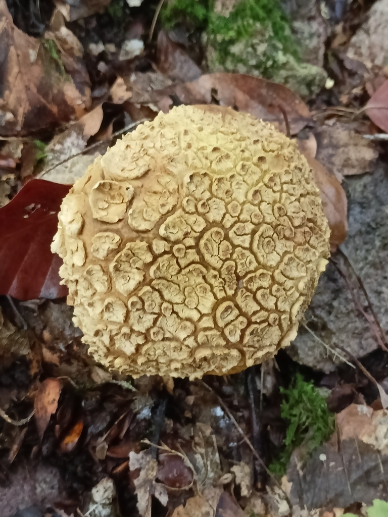 common earthball reference