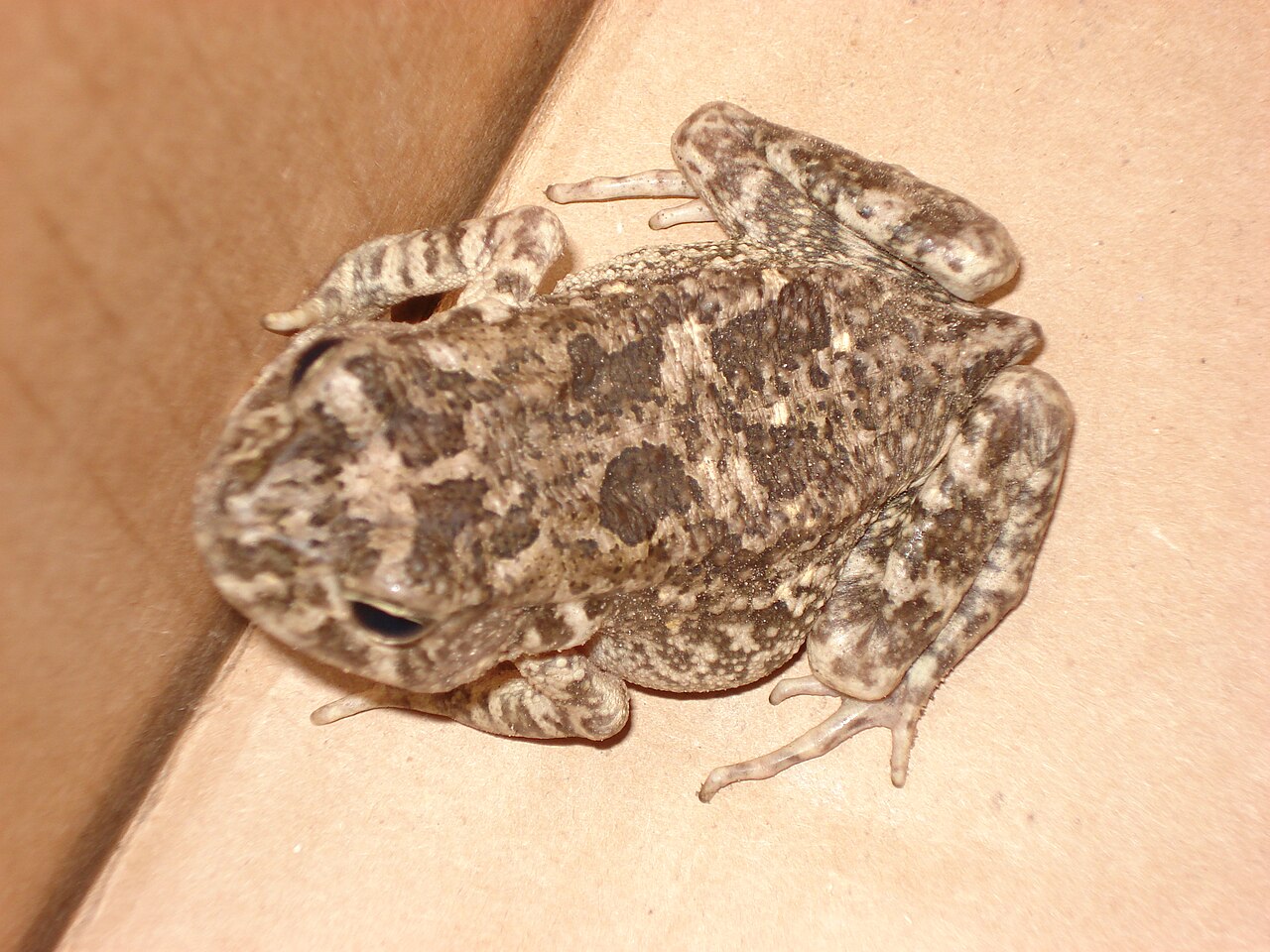 Hallowell's Toad reference