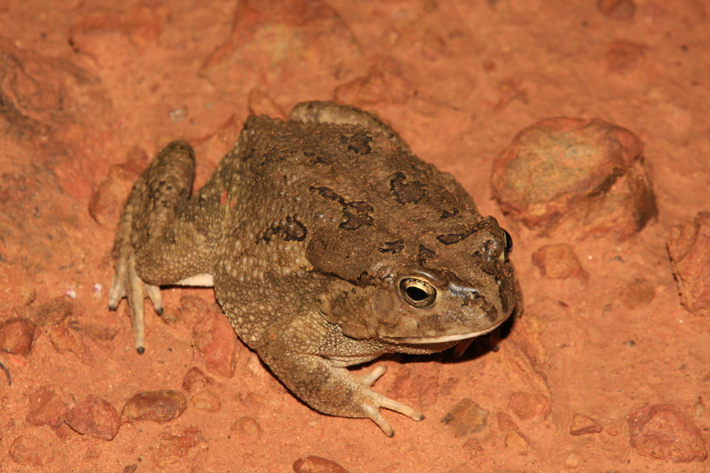 Subdesert Toad reference
