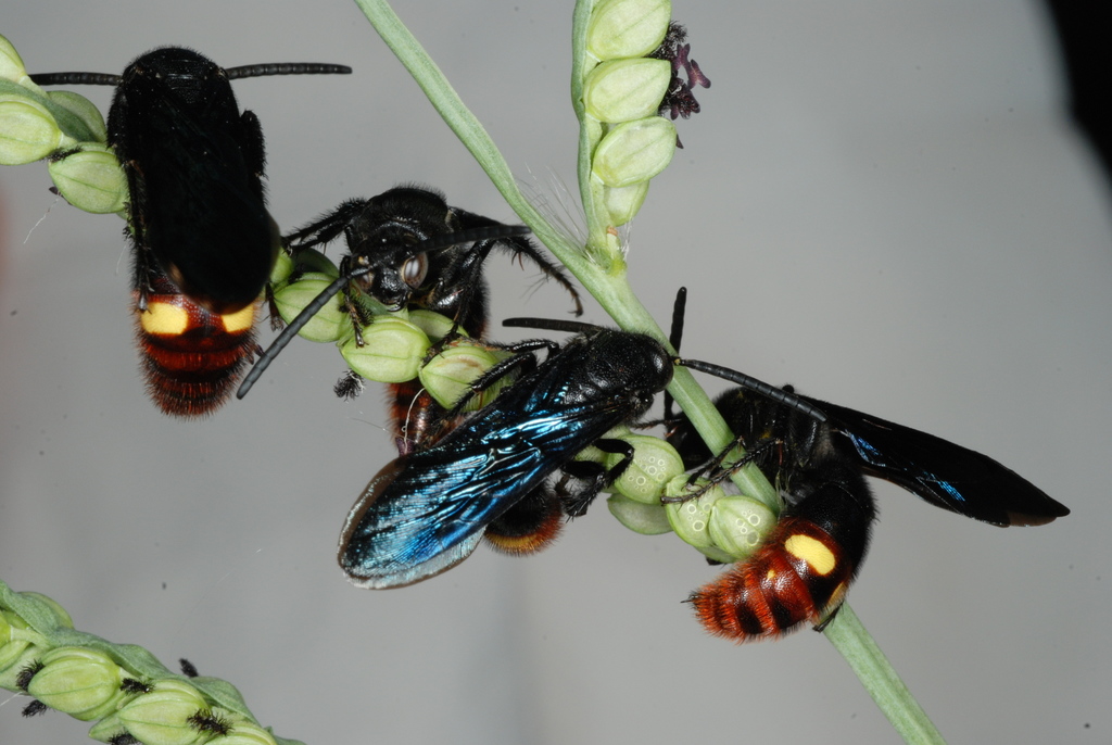 Blue-winged Scoliid Wasp reference