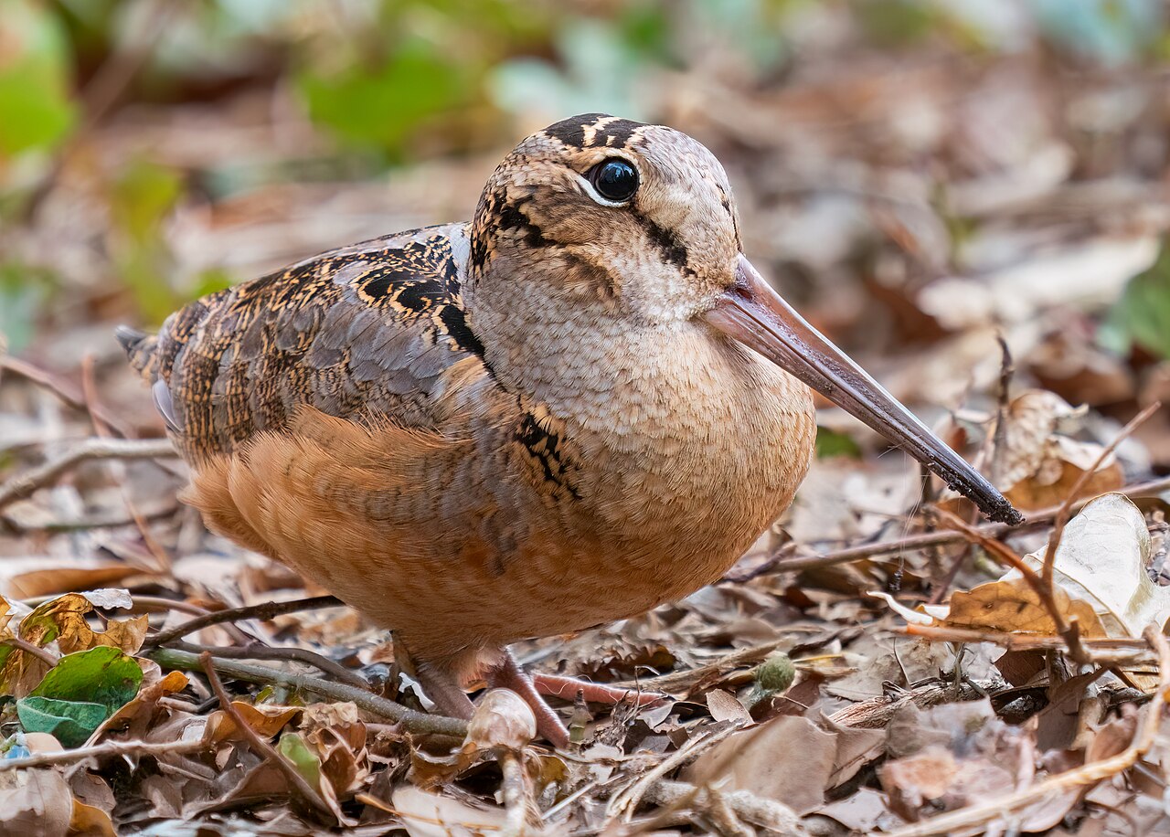 American Woodcock reference