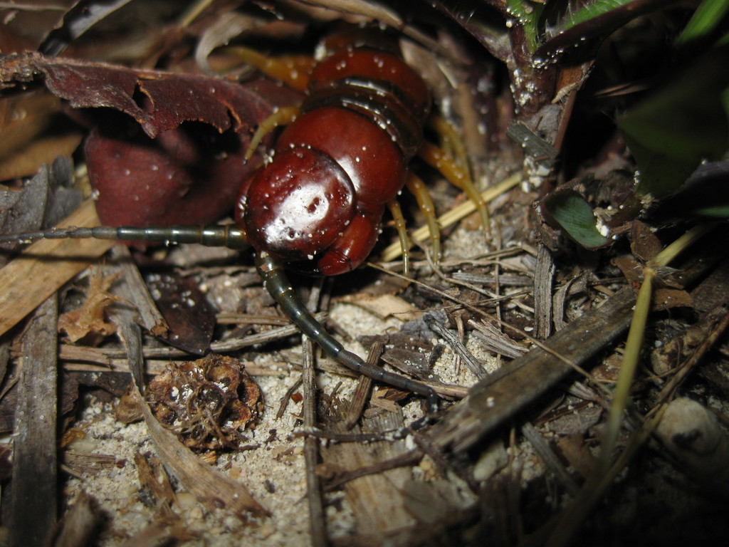 Caribbean Giant Centipede reference