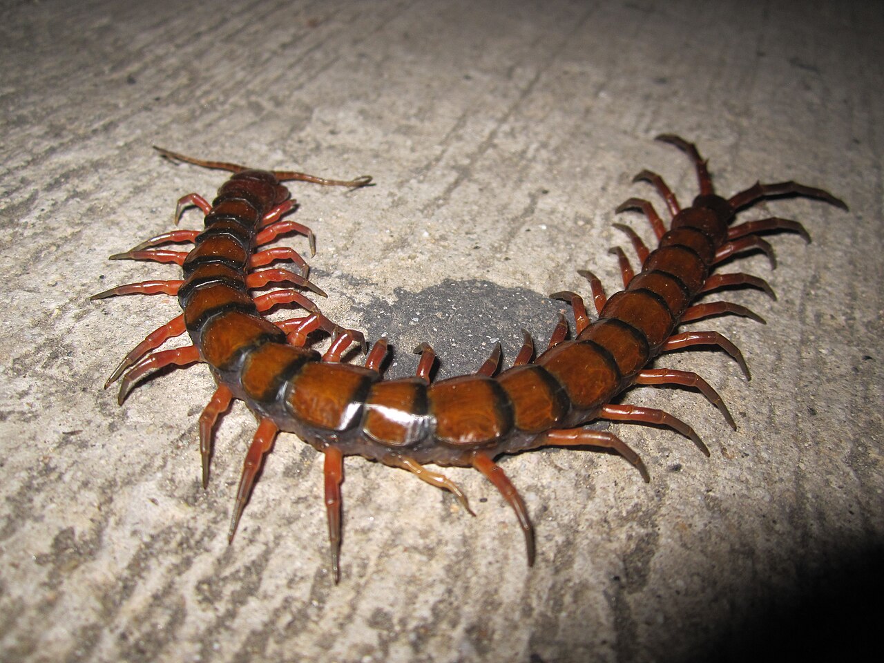 Amazonian Giant Centipede reference
